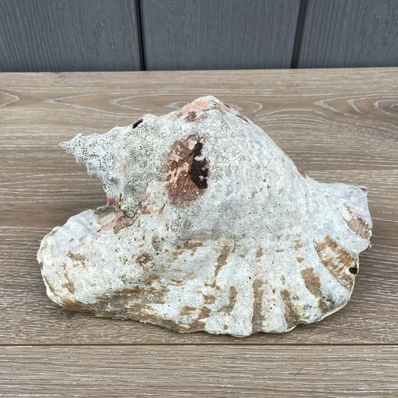 Large Conch Seashell - Picture 5 of 11